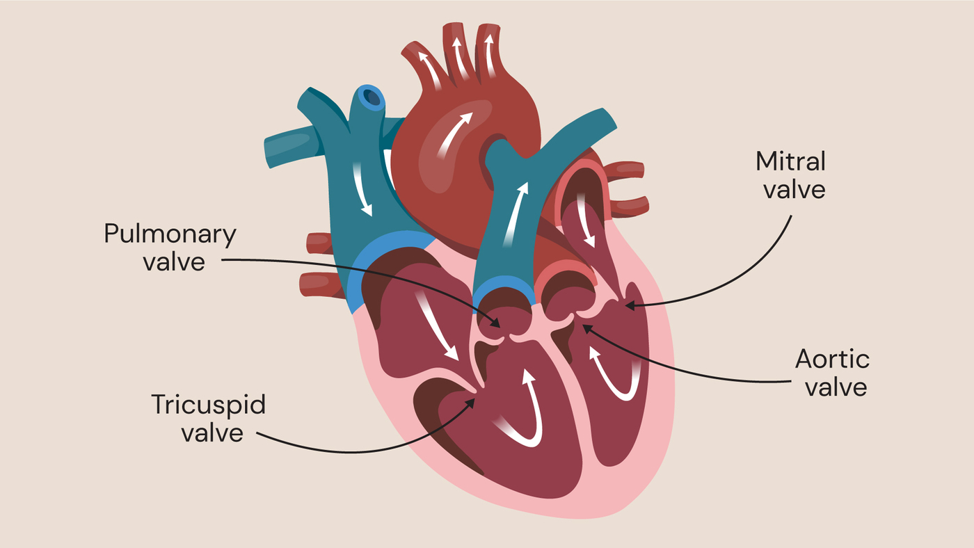 The valves of the heart